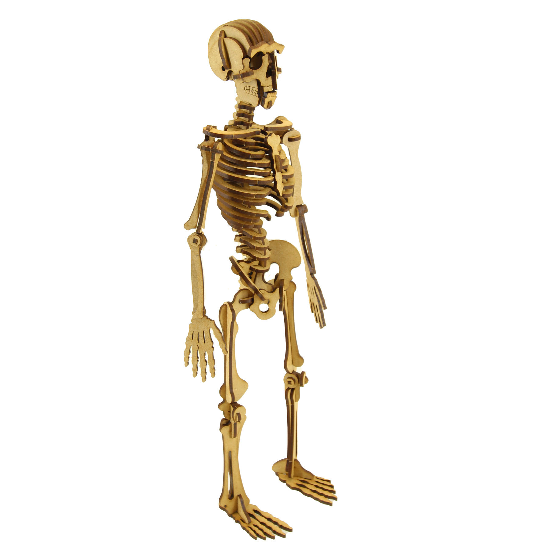 Human Skeleton